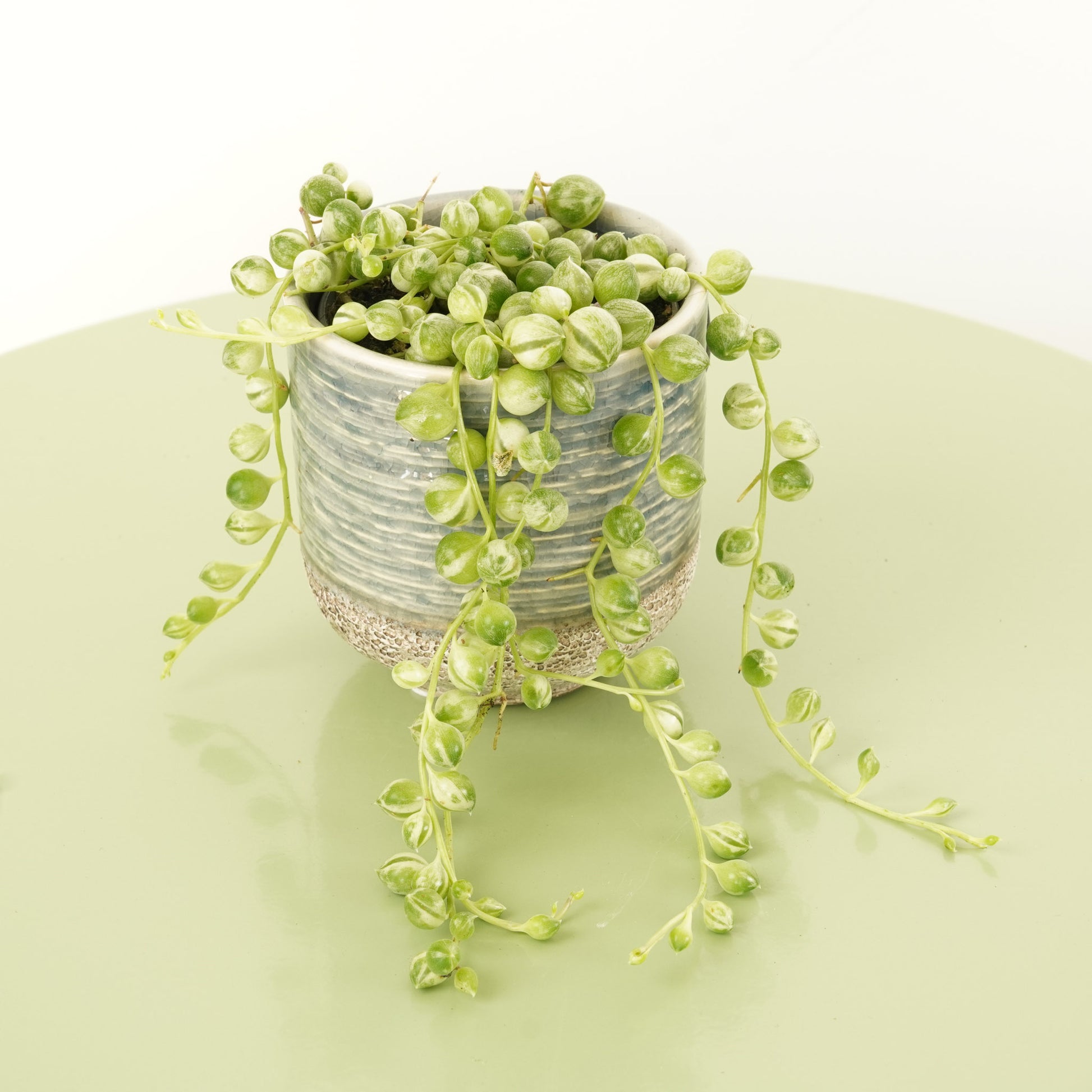 Variegated String Of Pearls | Albo | Hard To Find