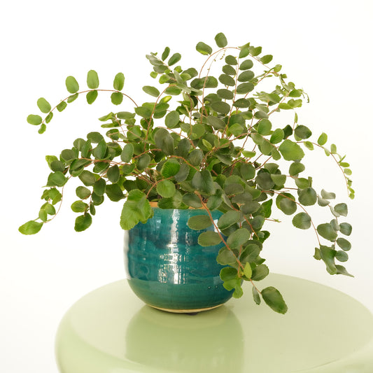 Button Fern | Hard To Find | Indoor Plants