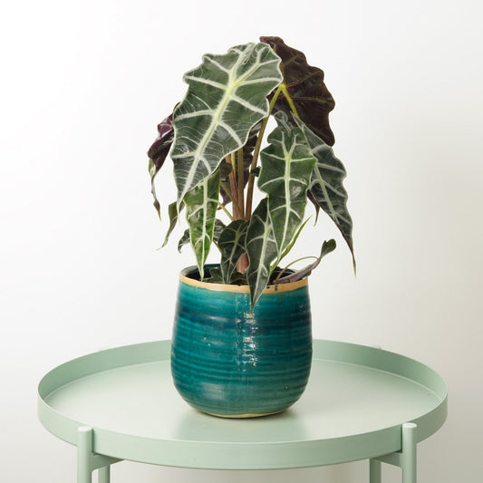 Elephant Ear | Polly | Indoor Plants