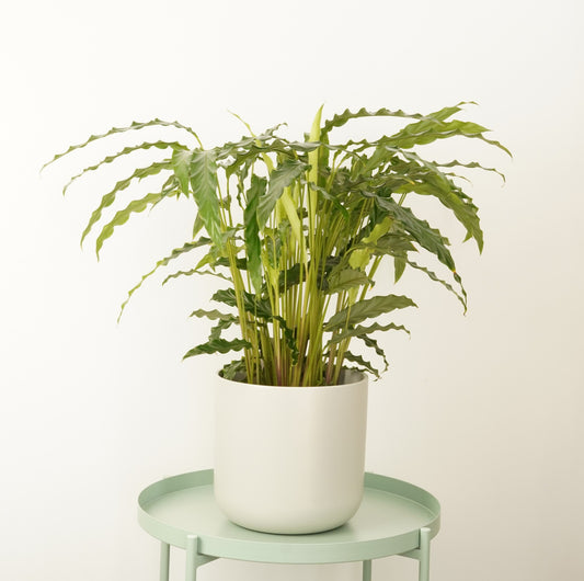 Prayer Plant | Blue Grass | Large & Tall Plants