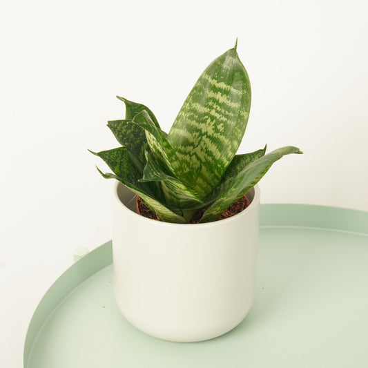 Snake Plant | Hahnii | Potted Houseplants