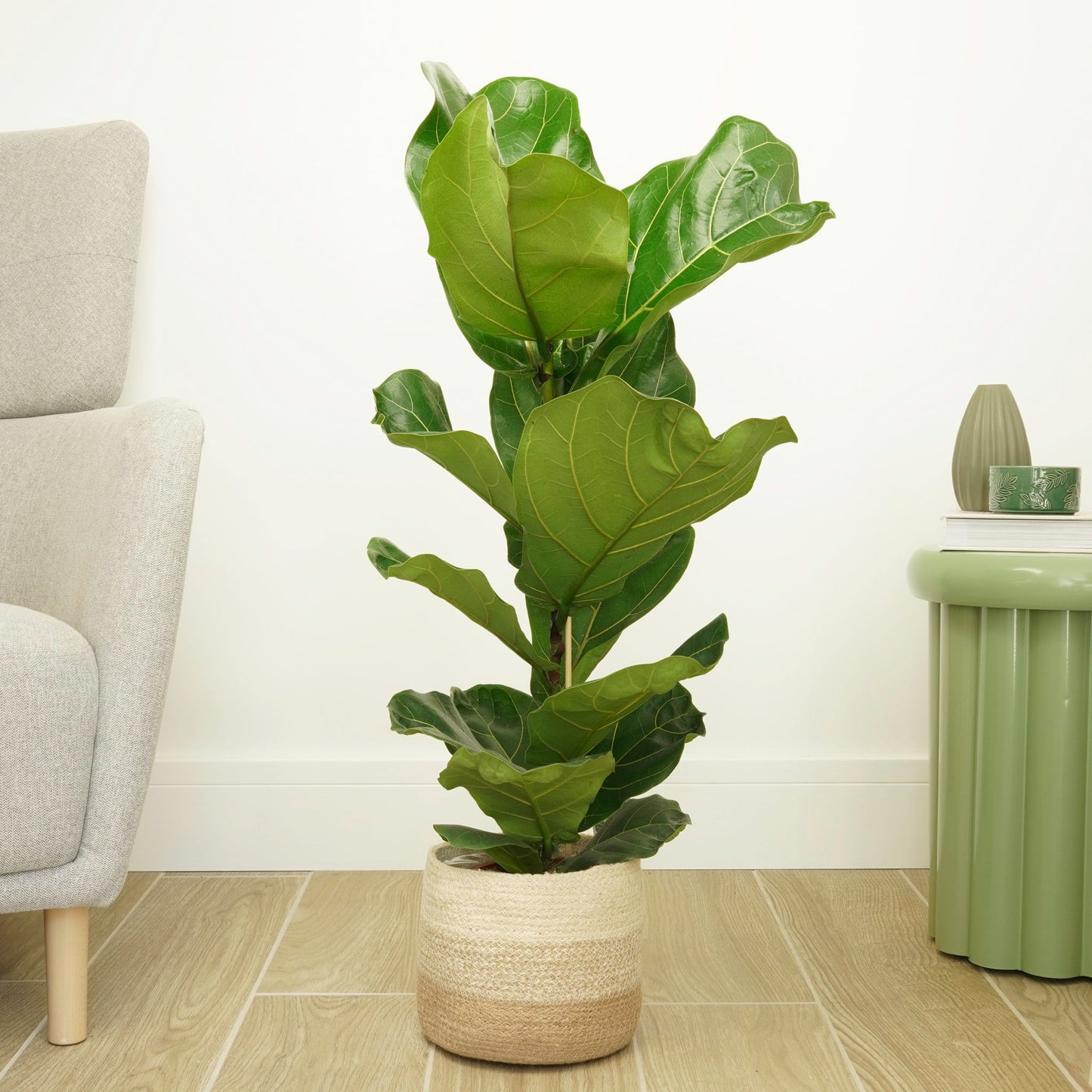 Fiddle Leaf Fig