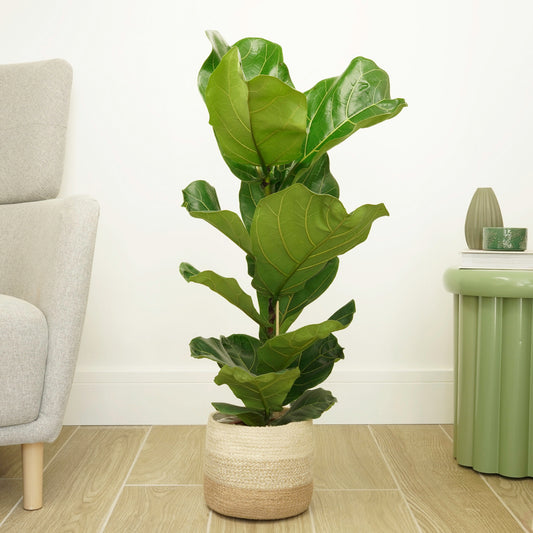 Fiddle Leaf Fig | Houseplant Moving Sale