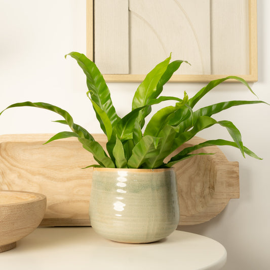 Birds Nest Fern | Antiquum | Indoor Fern Plants