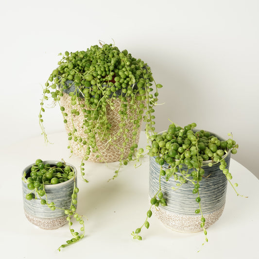 String Of Pearls | Houseplant Moving Sale