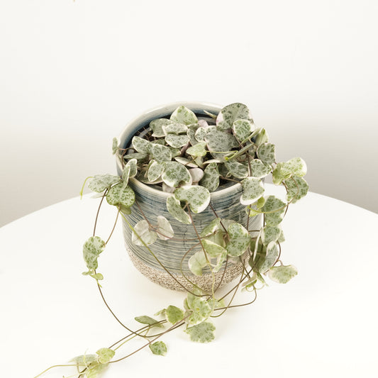 String Of Hearts | Variegated Marlies | Climbing & Vine Plants