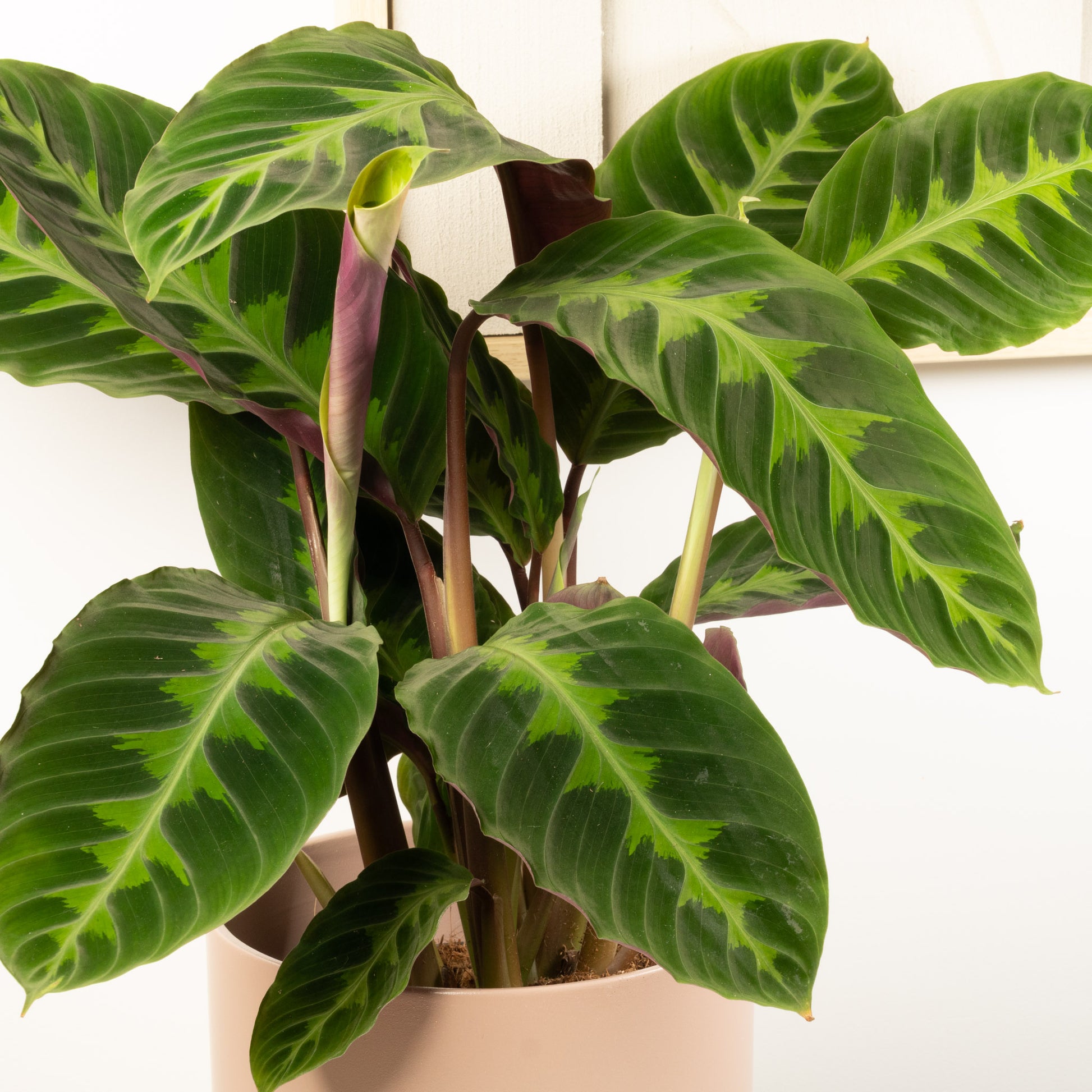 Prayer Plant | Jungle Velvet | Hard To Find