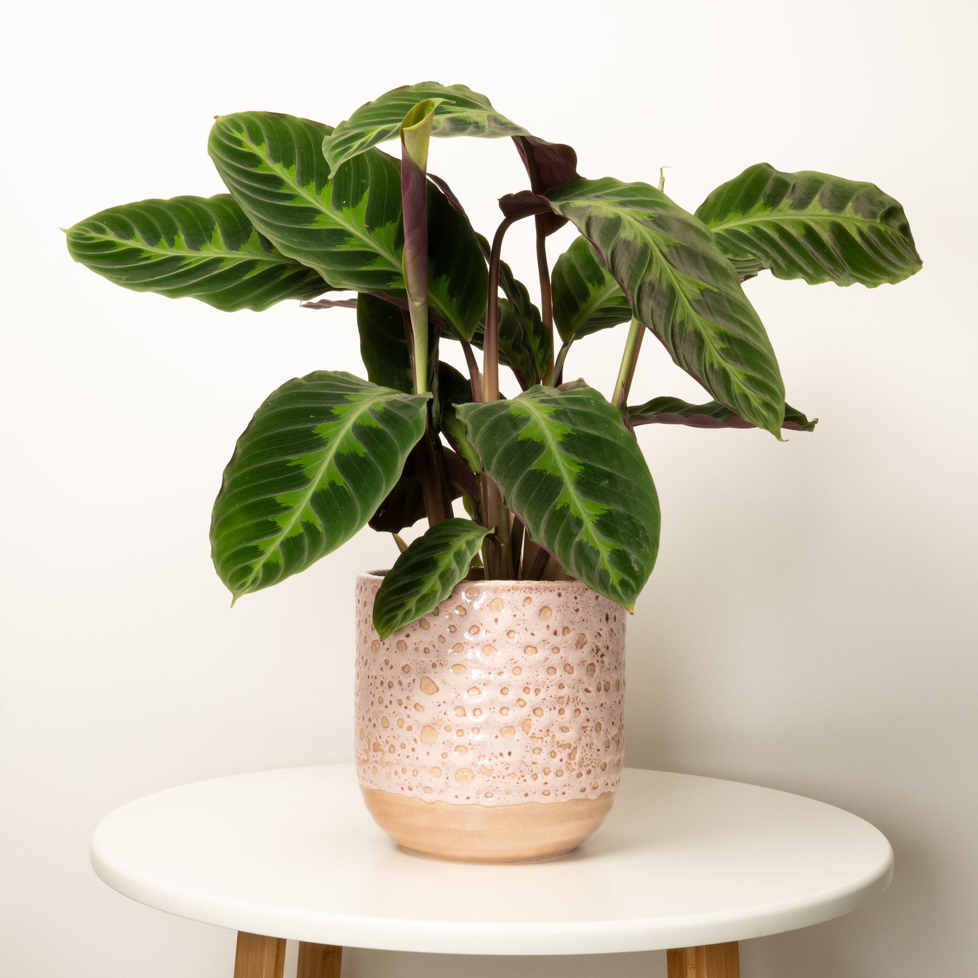 Prayer Plant | Jungle Velvet | Hard To Find