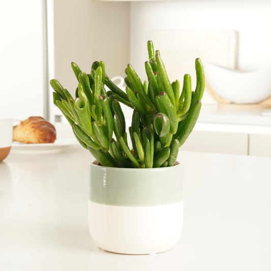 Crassula | Hobbit | Indoor Succulent Plants