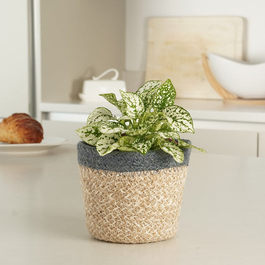 Polka Dot Plant | Pet Safe Plants