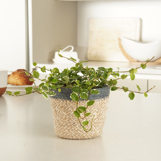 Creeping Fig | White Sunny | Indoor Hanging Plants