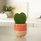 Heart Plant | Kerrii