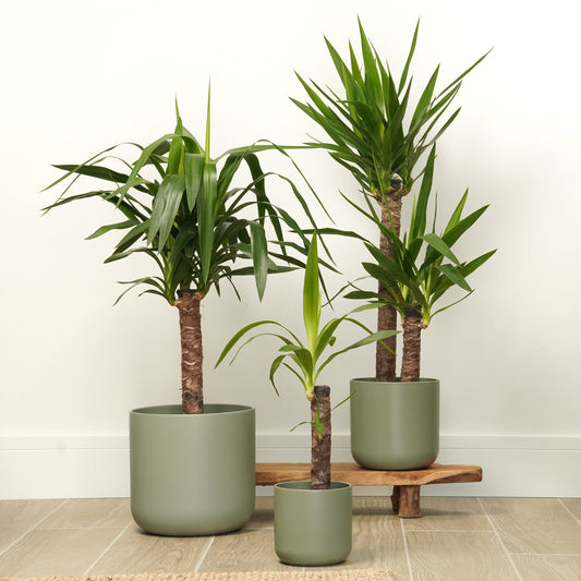 Yucca | Houseplant Moving Sale