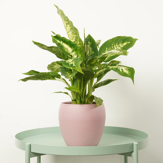 Dumb Cane | Camilla | Houseplant Moving Sale