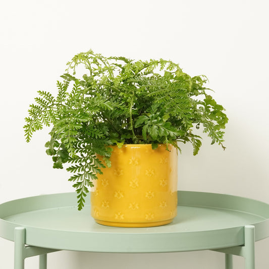 Mother Fern | Asplenium Parvati | Pet Safe Plants