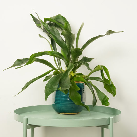 Staghorn Fern | Pet Safe Plants