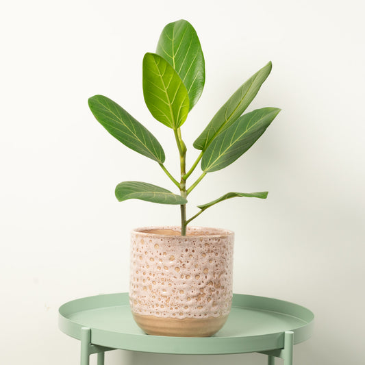 Bengal Fig | Audrey | Ficus & Fig Plants