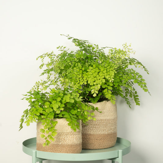 Maidenhair Fern | Foliage Plants