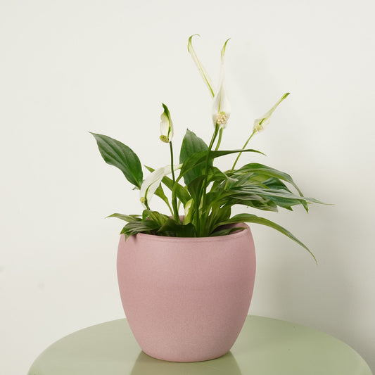 Peace Lily | Bingo Cupido | Flowering Plants