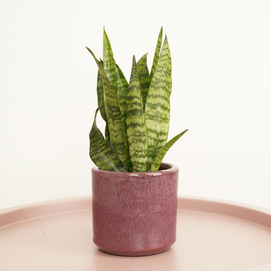 Snake Plant | Black Coral | Indoor Succulent Plants