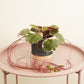 Strawberry Begonia | Albo | Mother Of Thousands | Hard To Find