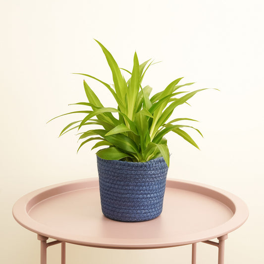 Spider Plant | Lemon | Indoor Plants