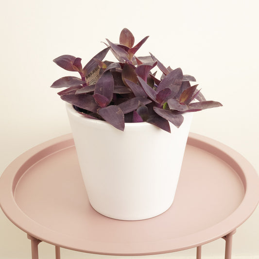 Wandering Dude | Purple Heart | Hard To Find | Potted Houseplants