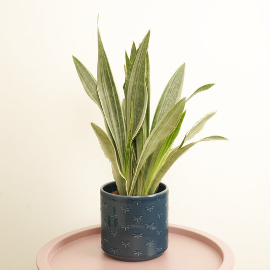 Snake Plant | Metallica | Rare Find | Indoor Plants