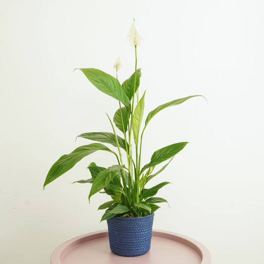 Peace Lily | Alana | Indoor Plants