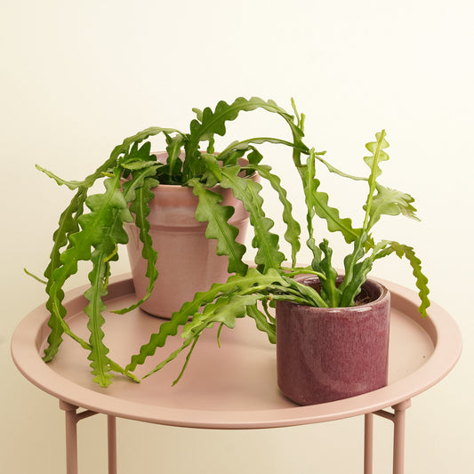 Fishbone Cactus | Pet Safe Plants