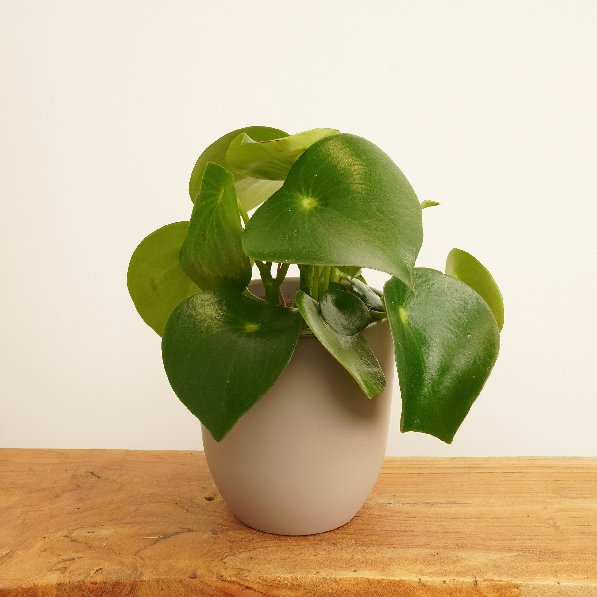 Teardrop Money Plant | Raindrop