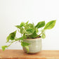 Pothos | Marble Queen