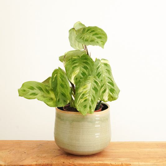 Variegated Prayer Plant | Rabbit's Foot | Fiesta | Rare Plant | Valentine's Day Plants & Gifts