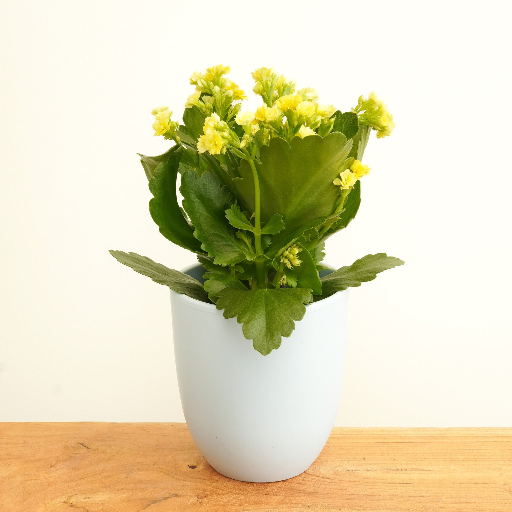 Yellow Kalanchoe