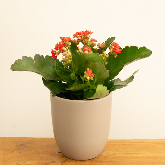 Flowering Red Kalanchoe | Indoor Succulent Plants