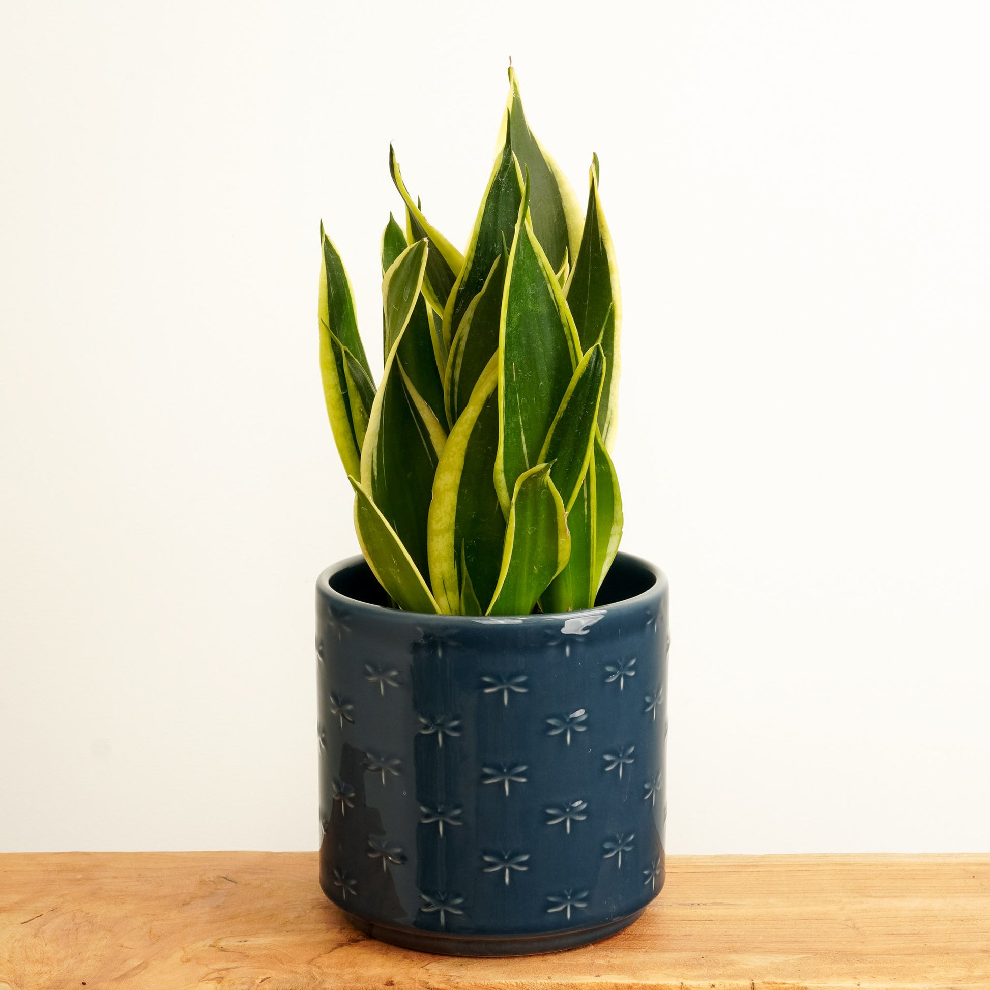 Snake Plant | Black Gold