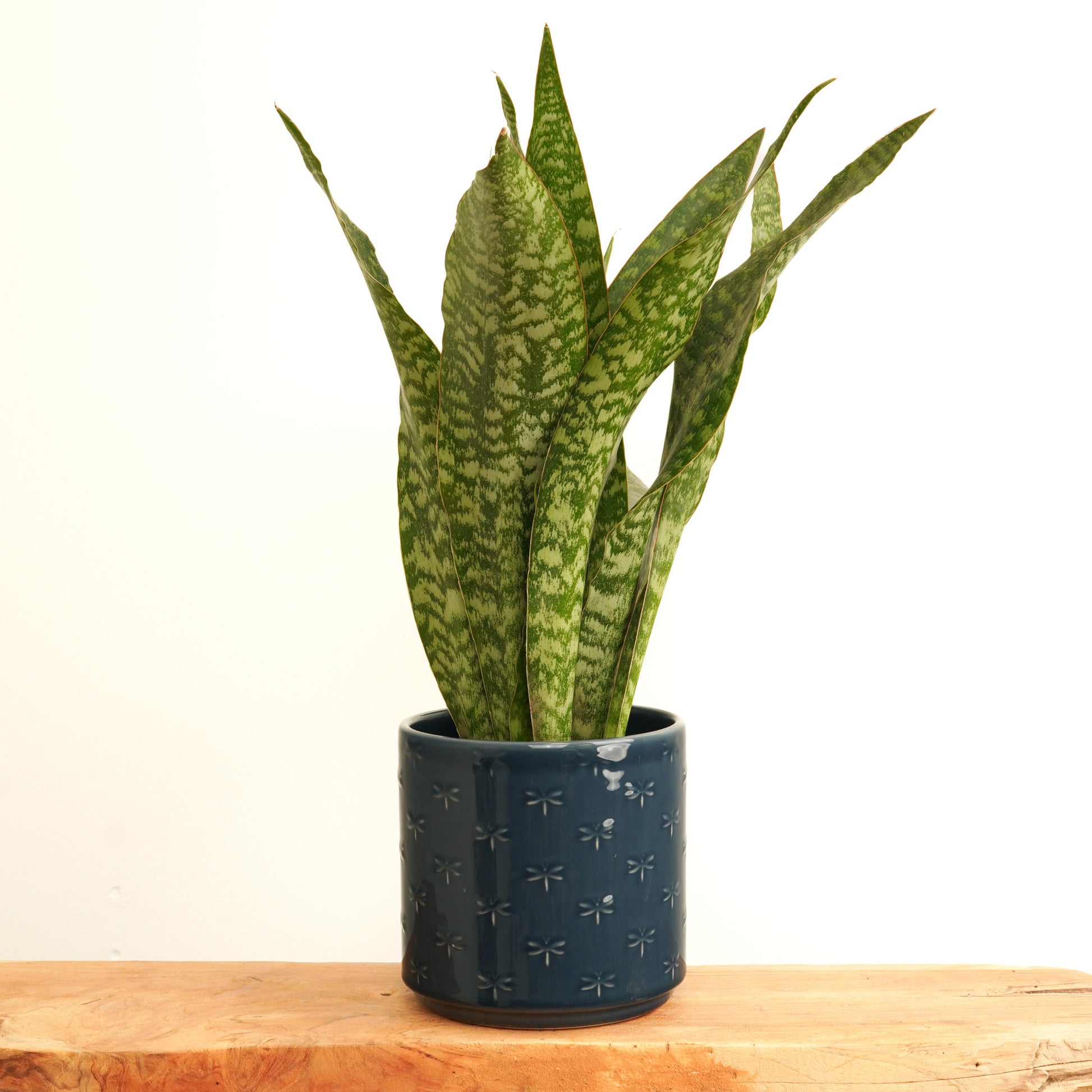 Snake Plant | Dragon | Rare Find