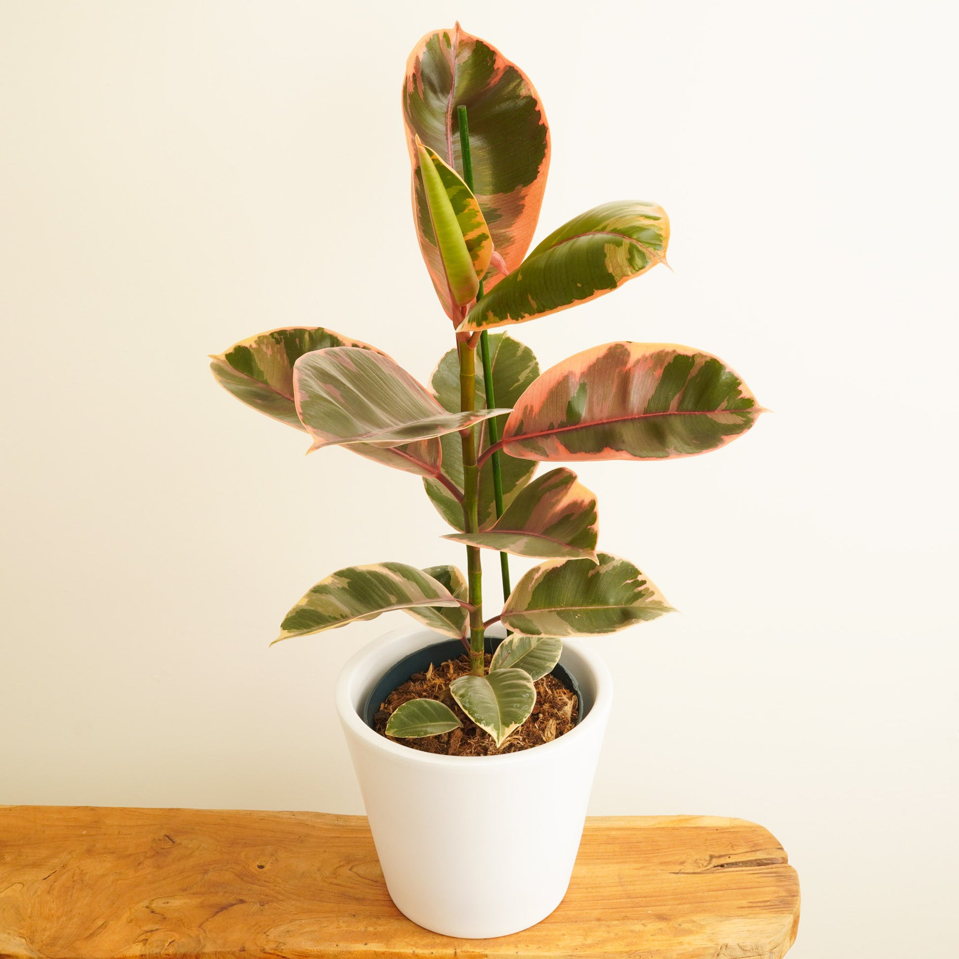 Rubber Plant | Belize