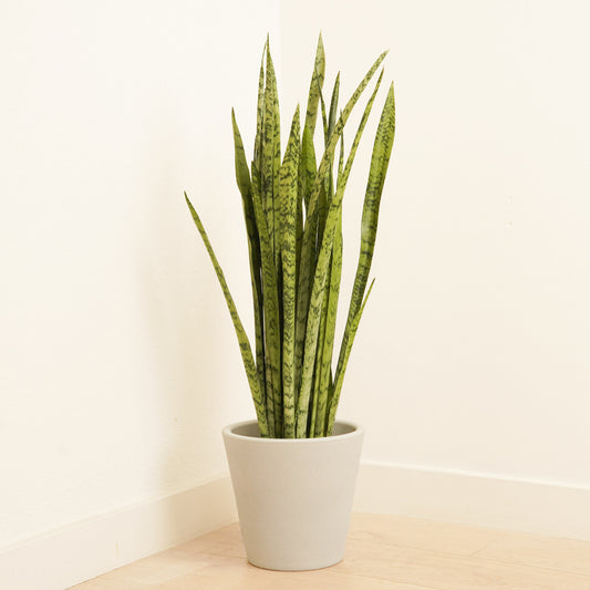 Snake Plant | Silver Princess | Snake Plants