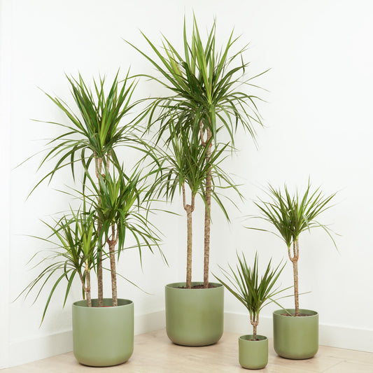 Dragon Tree | Marginata | Palm Houseplants