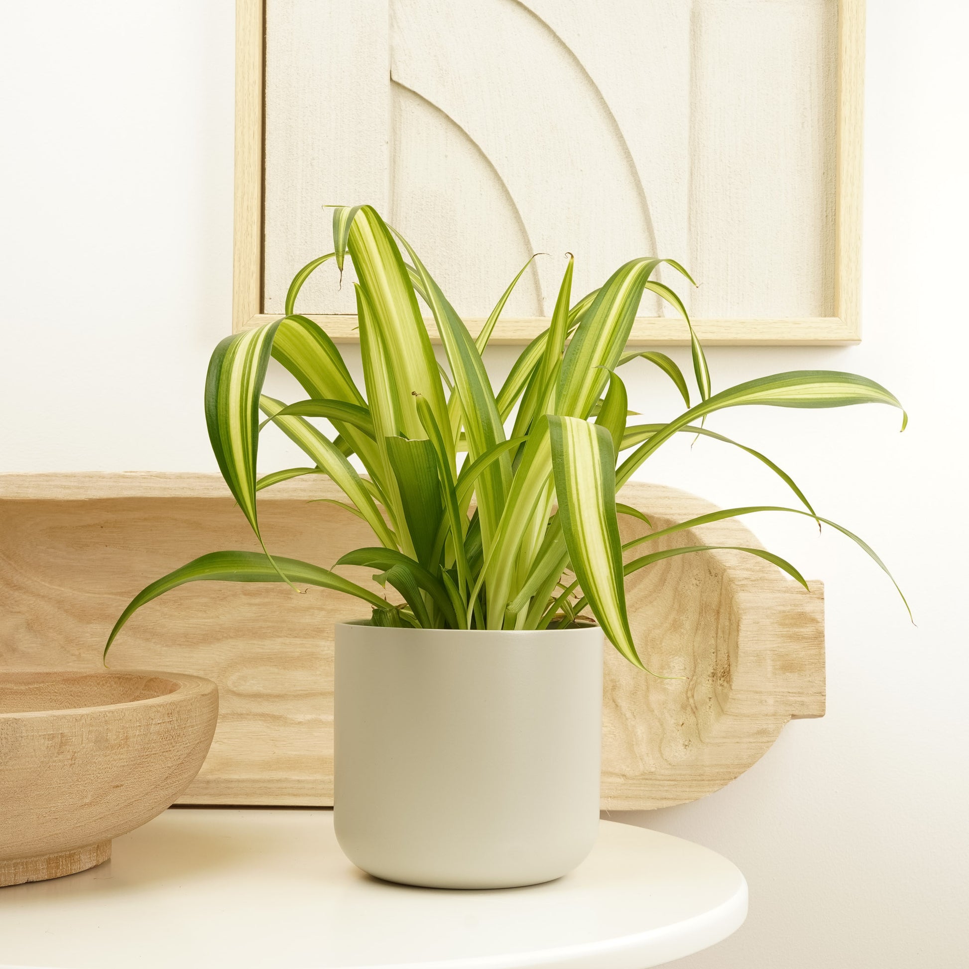 Spider Plant | Hawaiian