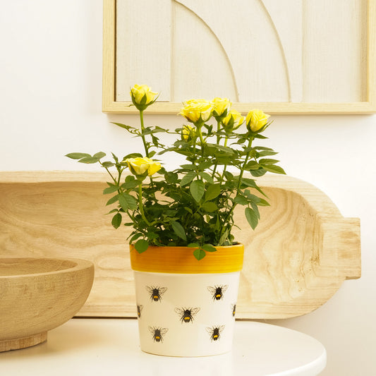 Flowering Rose | Yellow | Pet Safe Plants