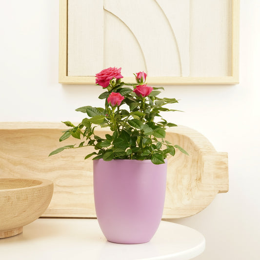 Flowering Rose | Hot Pink | Pet Safe Plants