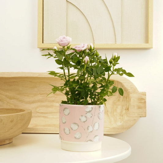 Flowering Rose | Blush Pink | Valentine's Day Plants & Gifts