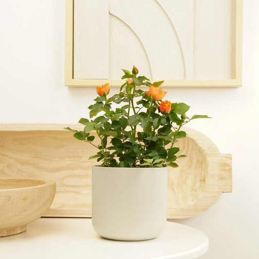 Flowering Rose | Orange | Pet Safe Plants