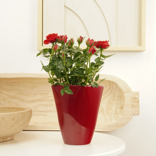 Flowering Rose | Red | Valentine's Day Plants & Gifts