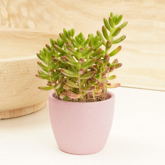 Jelly Bean Plant | Aurora | Indoor Succulent Plants