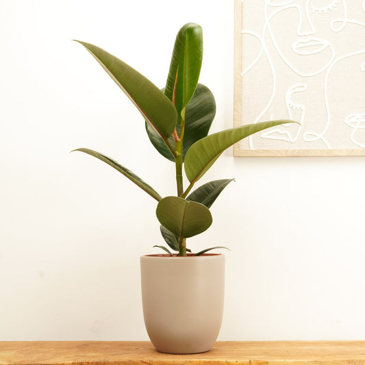 Rubber Plant | Robusta | Houseplant Moving Sale