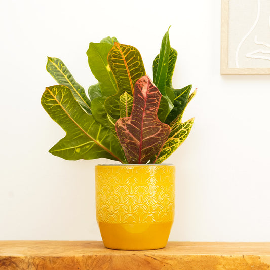 Croton | Excellent | Valentine's Day Plants & Gifts