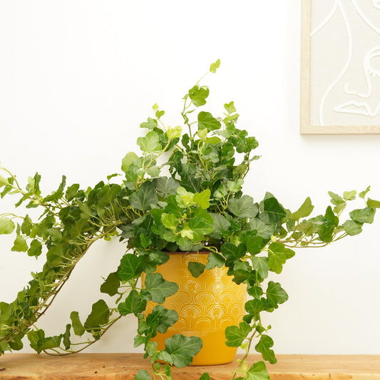 English Ivy | Wonder | Houseplant Moving Sale